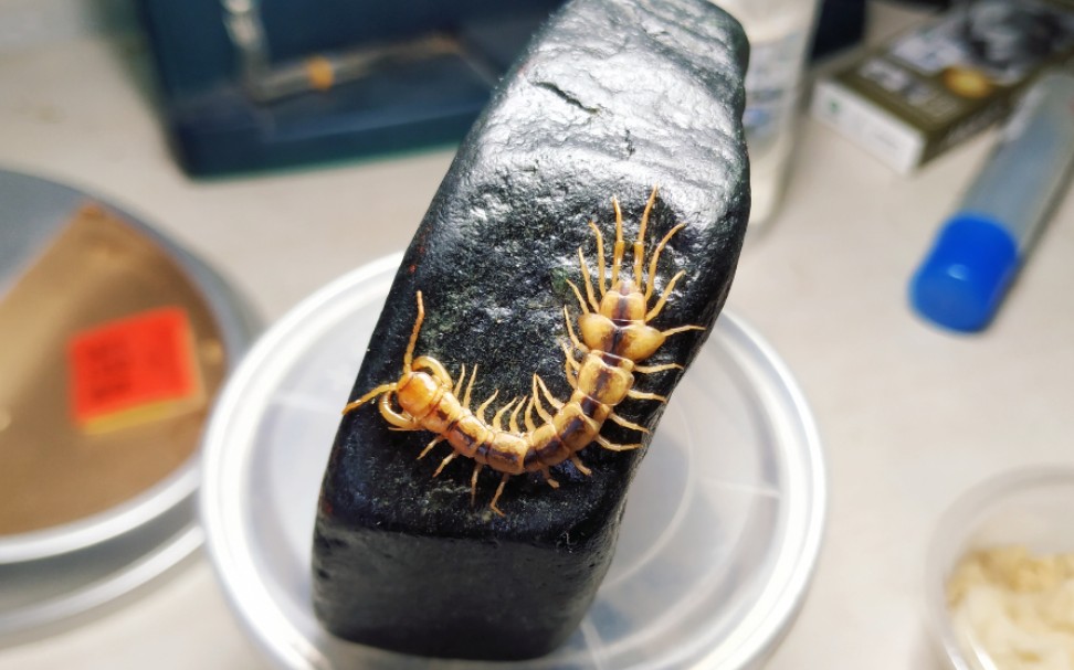 翼石蜈蚣夫妻一起吃某幼虫_哔哩哔哩 (゜-゜)つロ 干杯~-bilibili