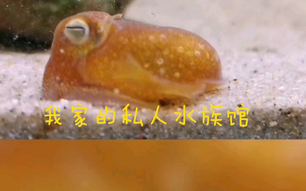 [图]我家的私人水族馆，你见过几种鱼？