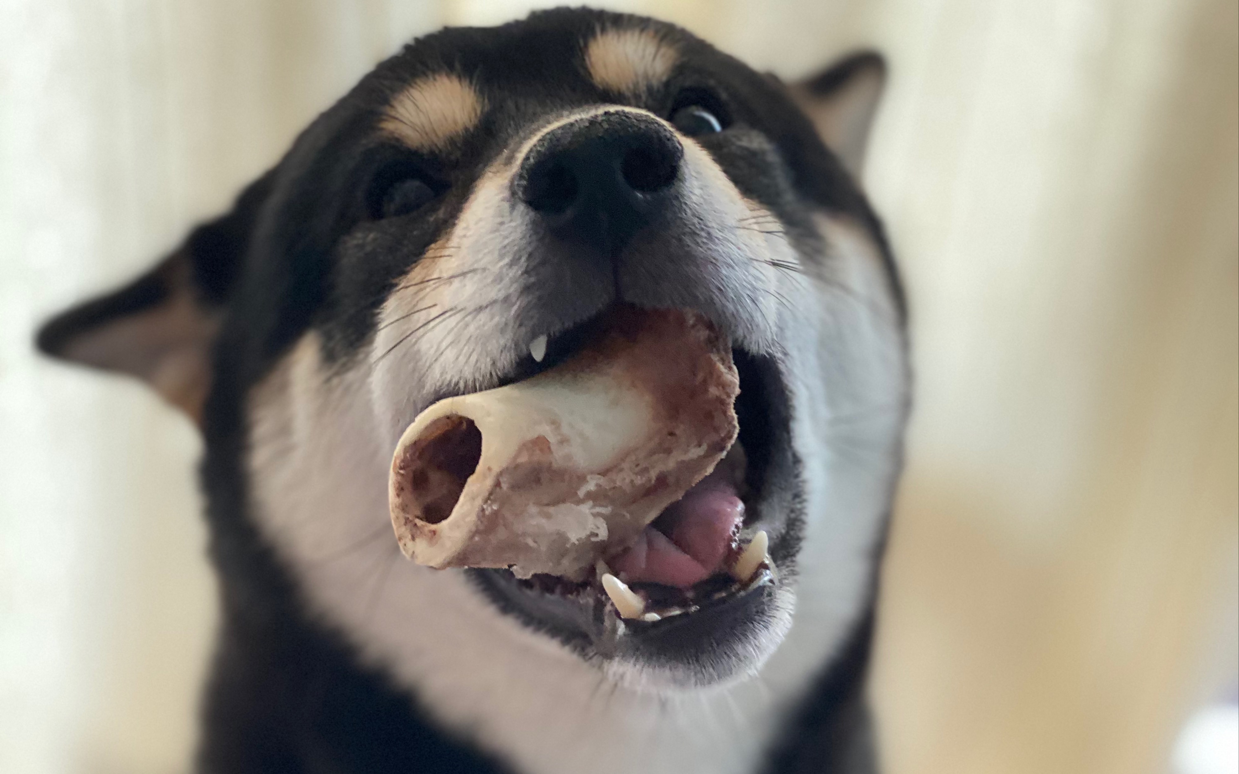 黑柴袜子给妈妈打电话?