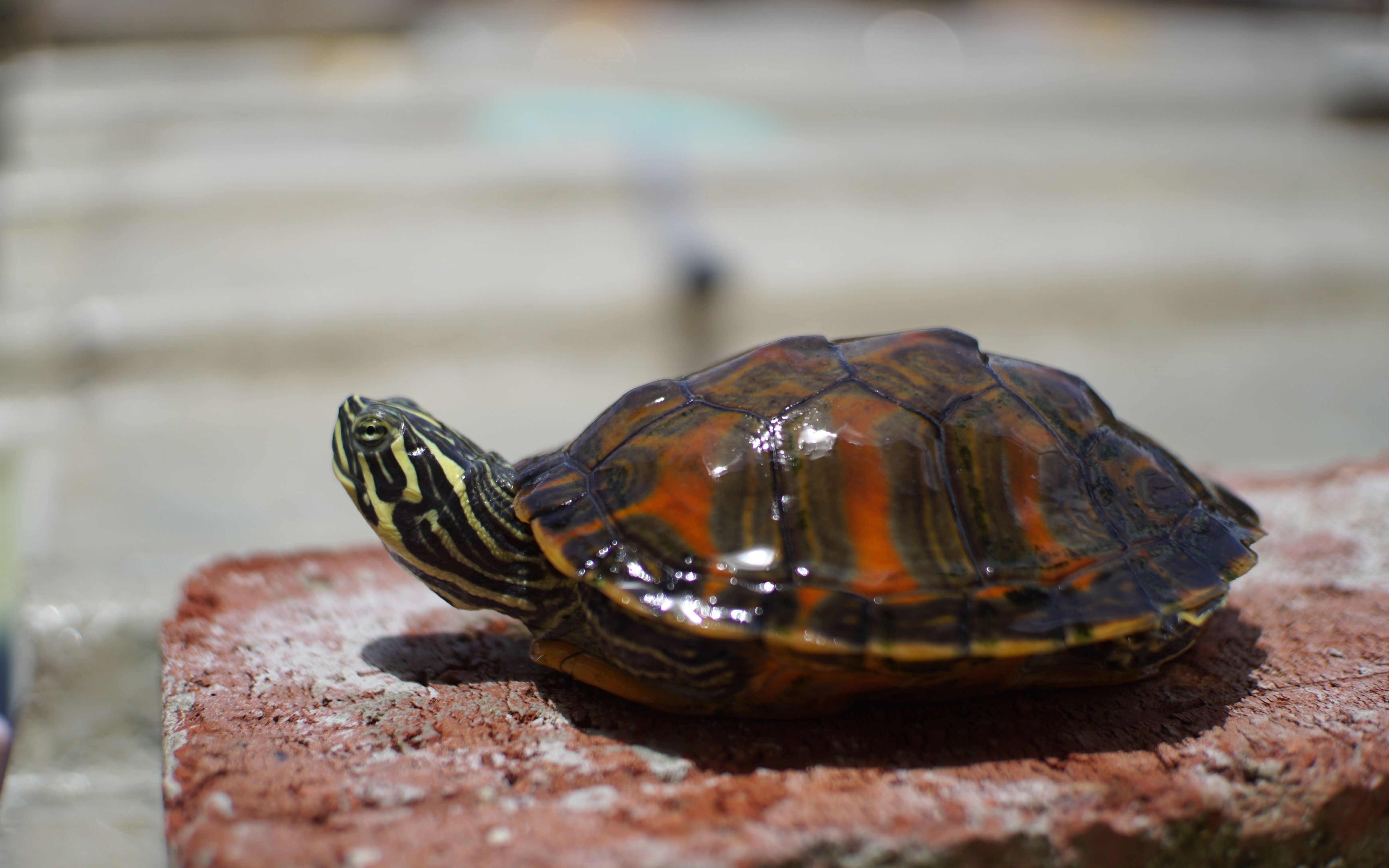 改善火焰龟饲养环境拒绝养成黑巴西