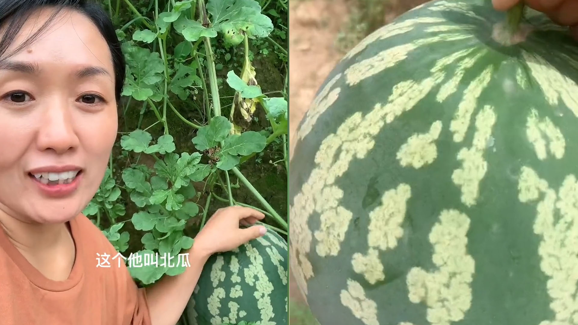 [图]陕西一女子摘一“西瓜”称是北瓜，众人不信要求切开：果然不一样