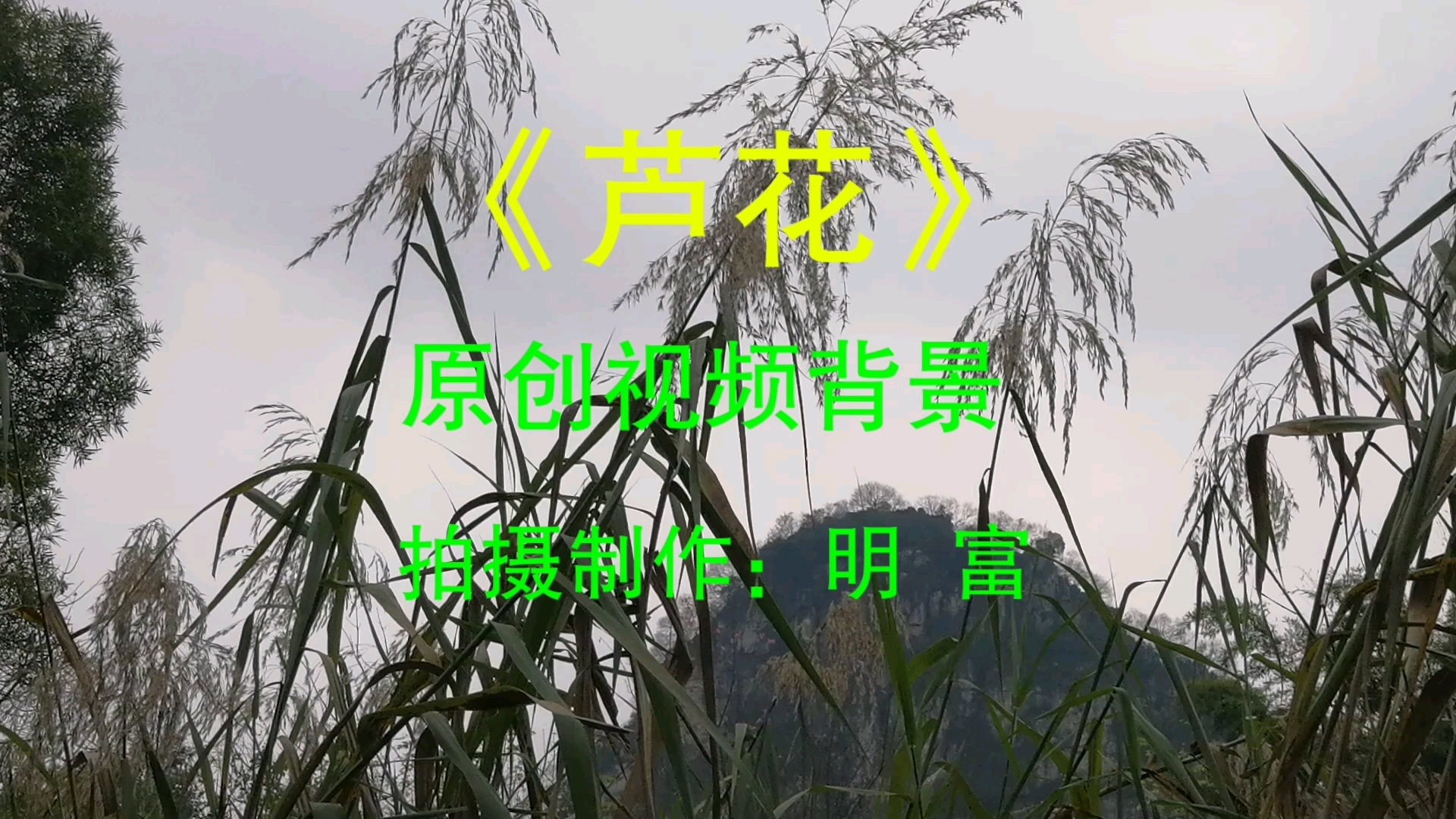 [图]《芦花》原创视频背景