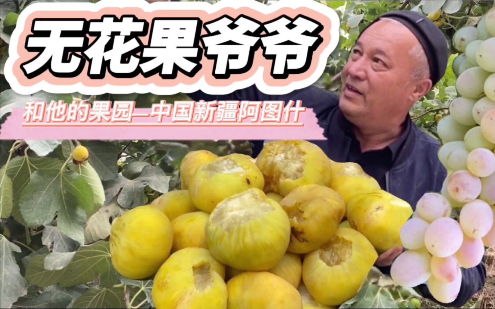 【新疆阿图什无花果】30年无花果树木纳格葡萄!Eng.sub [Fig trees in Xinjiang] Figs and grapes in Aturx.哔哩哔哩bilibili