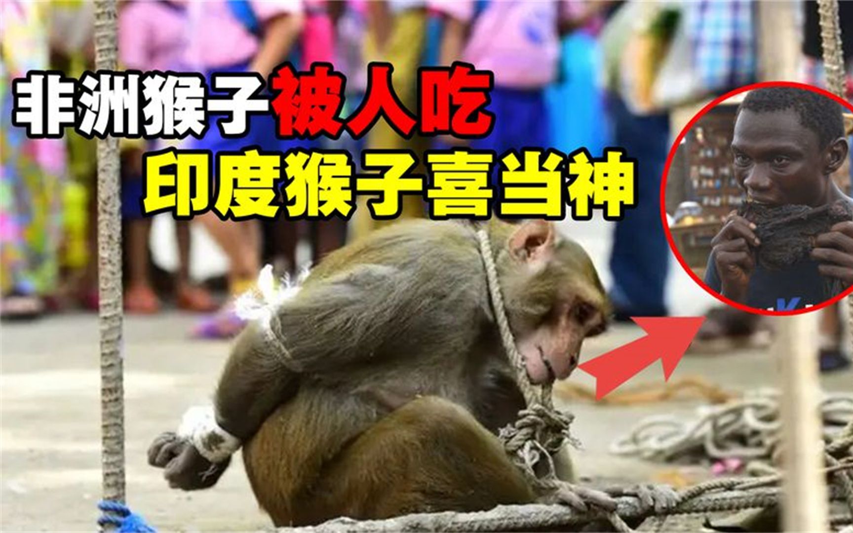 非洲人吃猴子好残忍图片