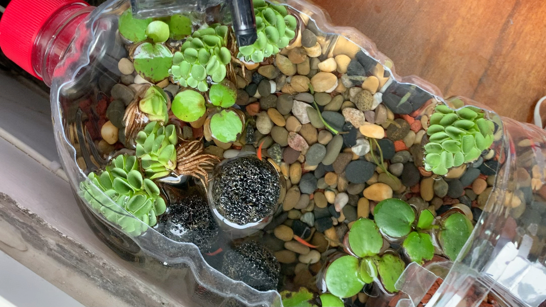 矿泉水瓶鱼缸成品展示