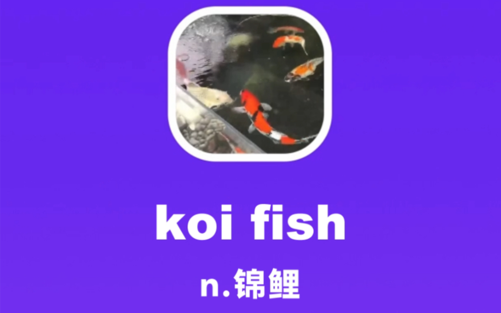 koi fish:锦鲤哔哩哔哩bilibili