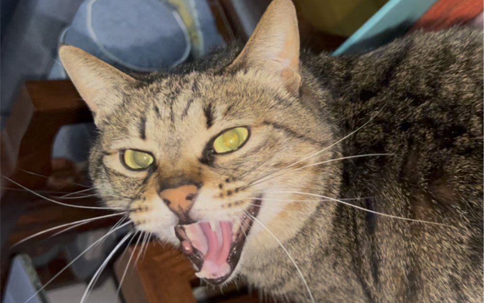 恶猫被摸一直想咬人