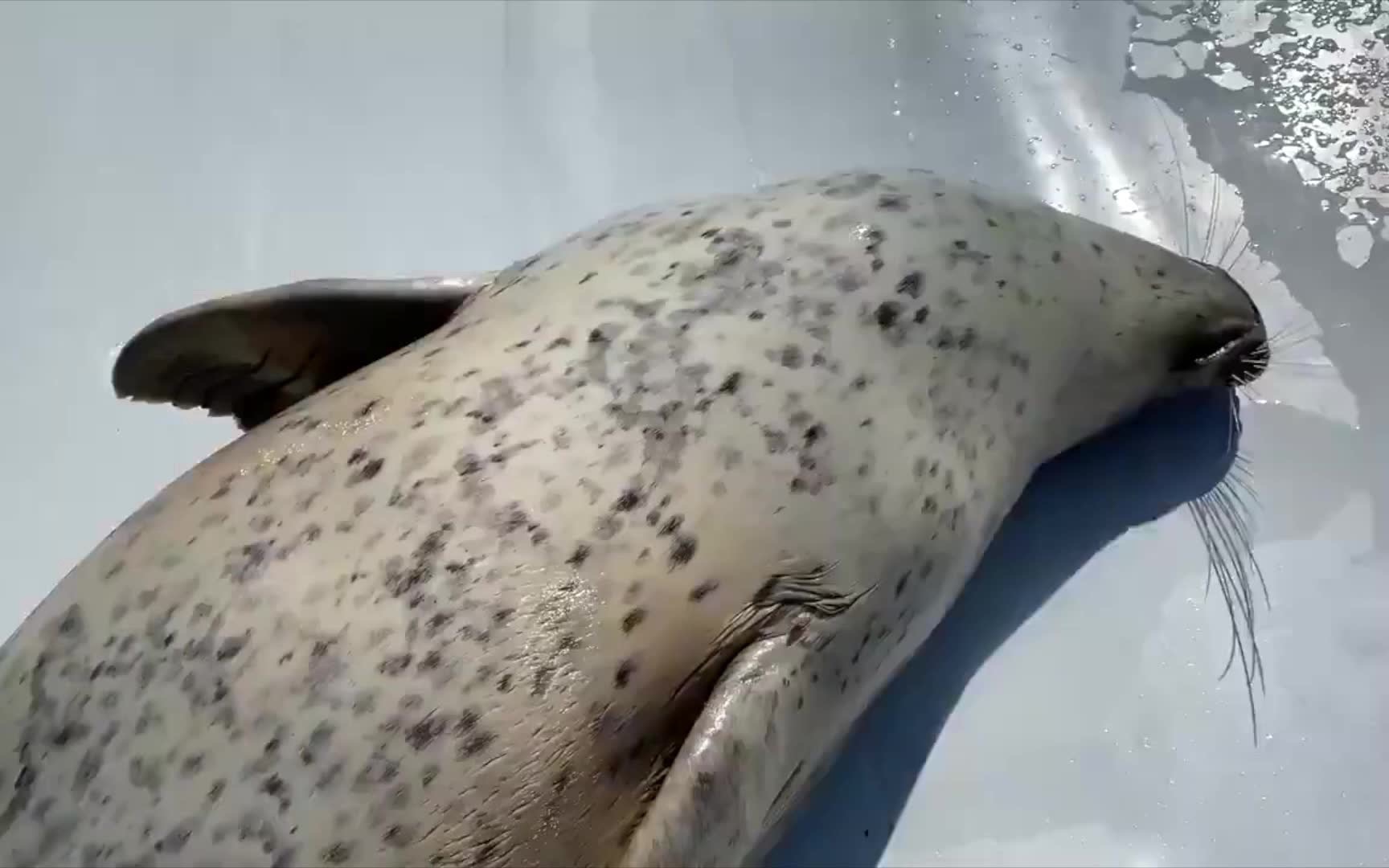 【海豹】醒了醒了,你这是在打击豹腹