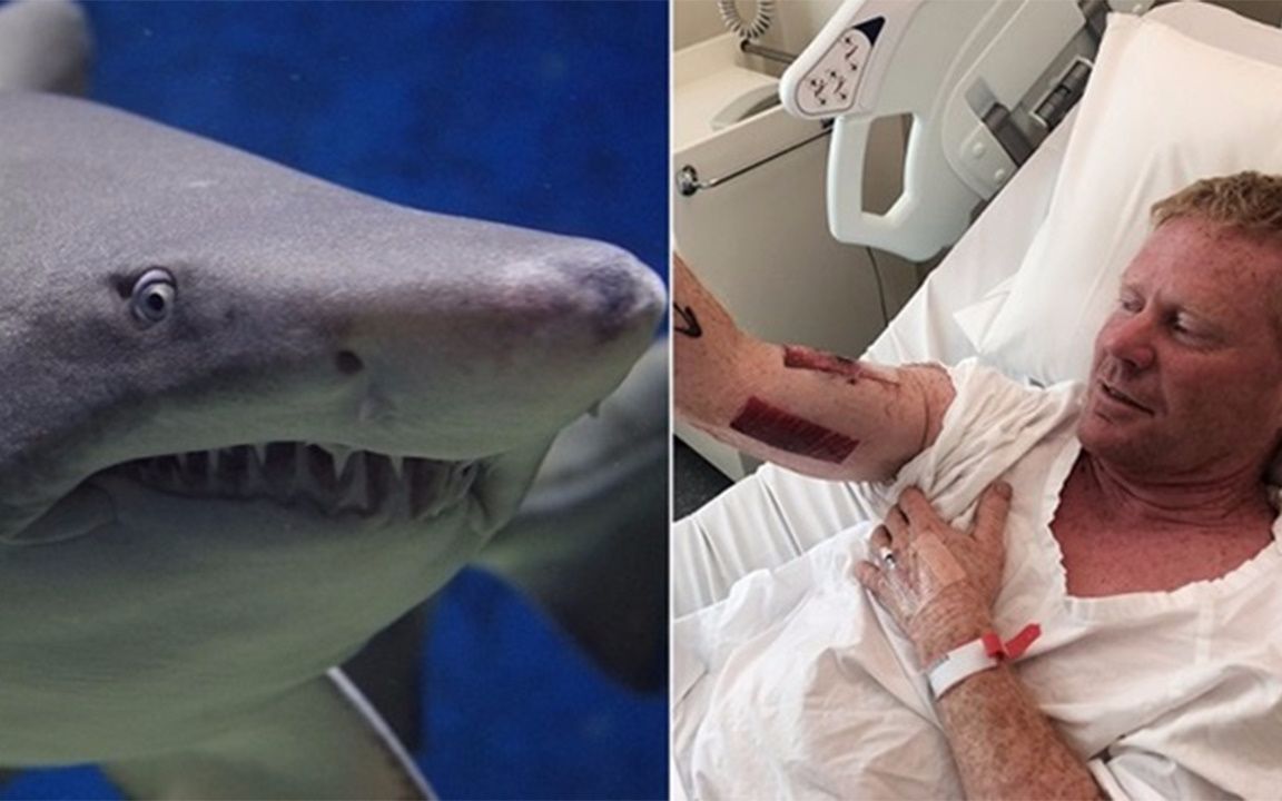 澳洲鲨鱼咬人的图片图片