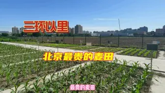 Download Video: 三环里最贵的农田在收割，想起儿时的北京出了二环就是地，您还记得吗？