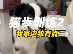 Download Video: 训练狗子走猫步的时候要记得穿袜子！