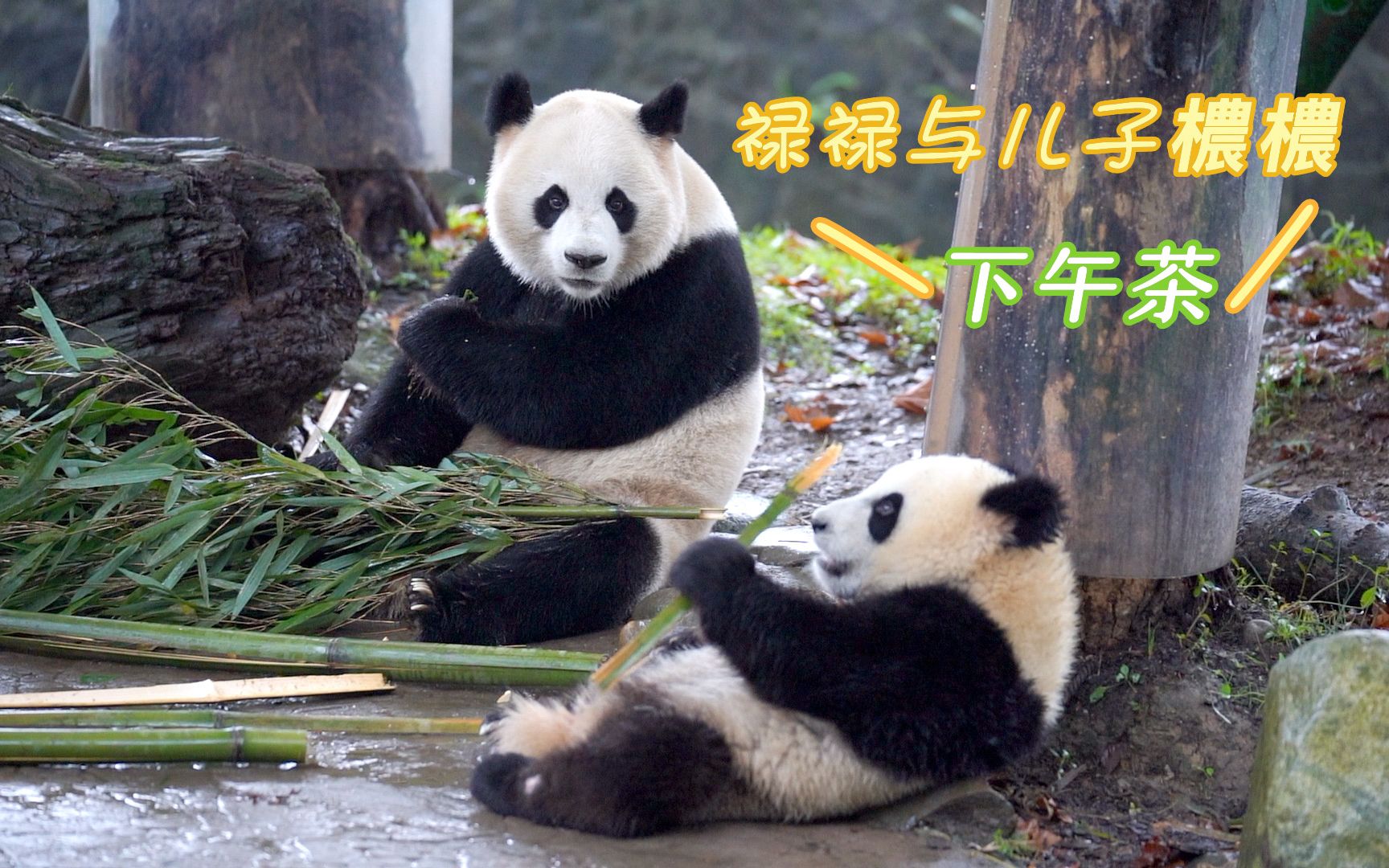 【大熊猫禄禄】【大熊猫檂檂】禄禄母子享受下午茶时光,有麻麻陪伴的