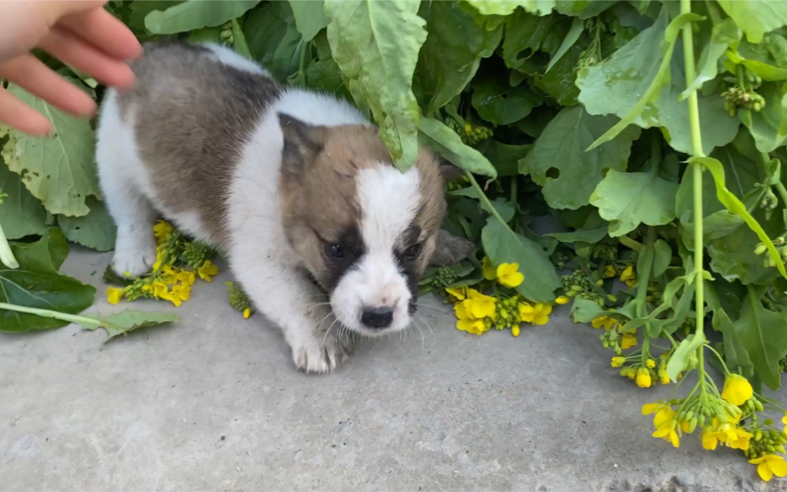 菜花狗合影失败