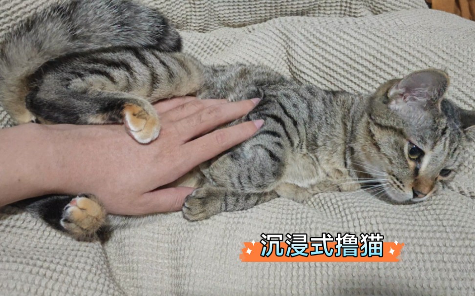 沉浸式撸一只小骚猫,可享受了哔哩哔哩bilibili