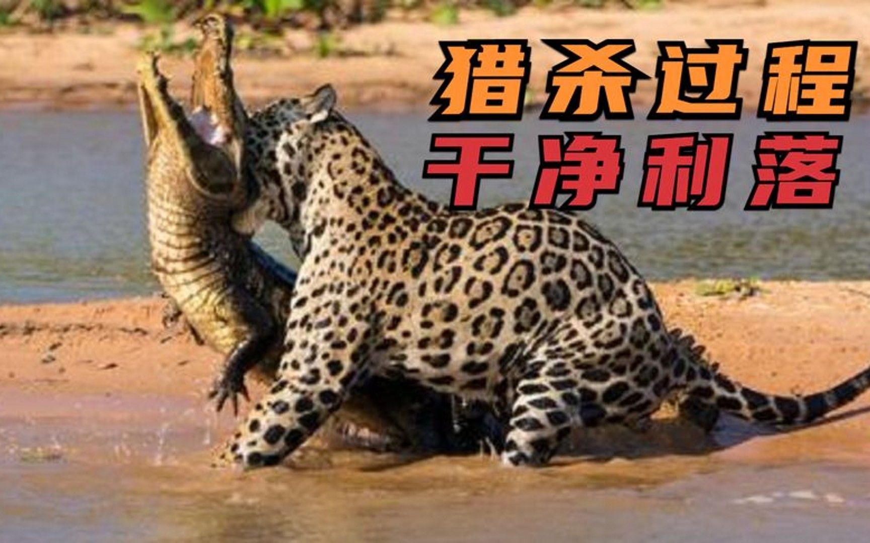 花豹捕食精彩画面,猛扑800公斤鳄鱼疯狂撕咬,猎杀过程干净利落