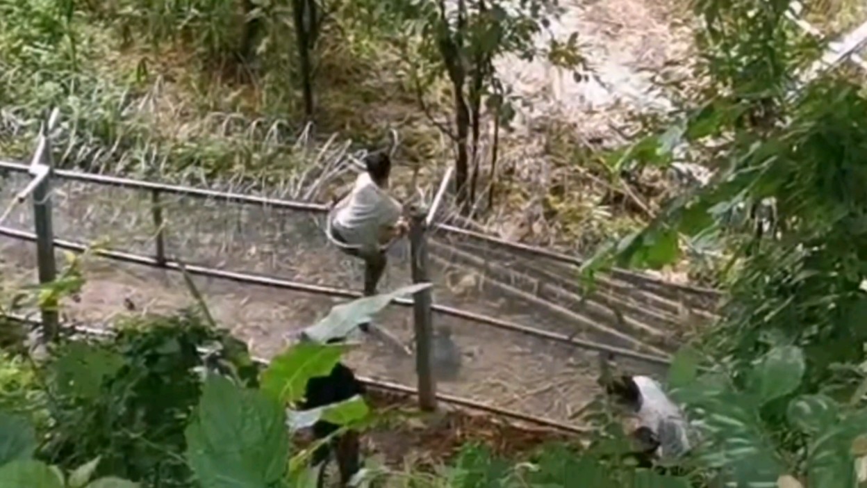 [图]缅甸和云南边境围墙被超级加固前缅人的爬墙场景，被铁丝网刮烂腿也要进来（被缠绕困在墙头还要你去救和救治）