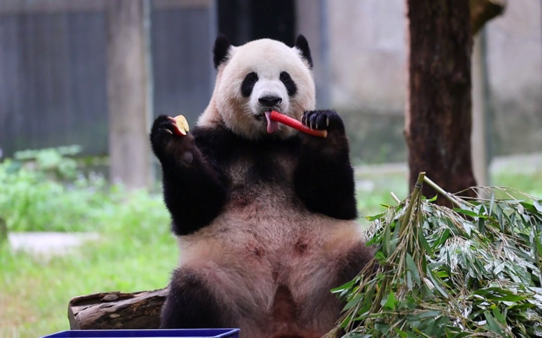 洞花中午出来吃加餐,带莽小五辛苦了.【大熊猫莽仔】