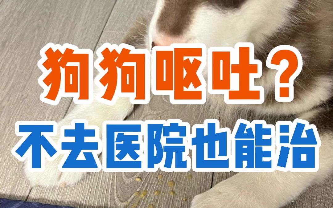 狗狗呕吐?不去医院也能治哔哩哔哩bilibili