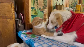 火炕上乱成了一锅粥