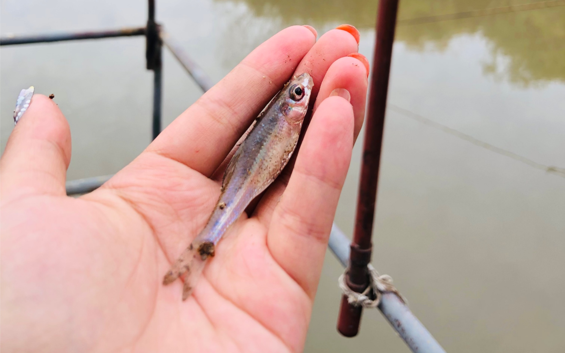 钓了一个小小鱼,绝对它好可爱