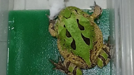 蝴蝶角蛙喂食内有活体喂食画面慎入