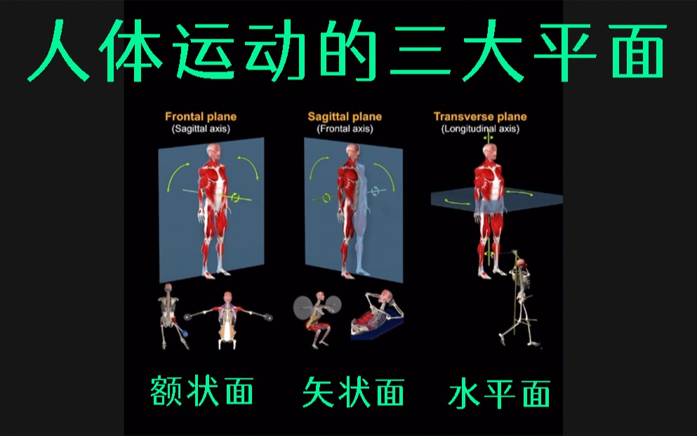 [图]人体解剖面 矢状面 额状面 水平面