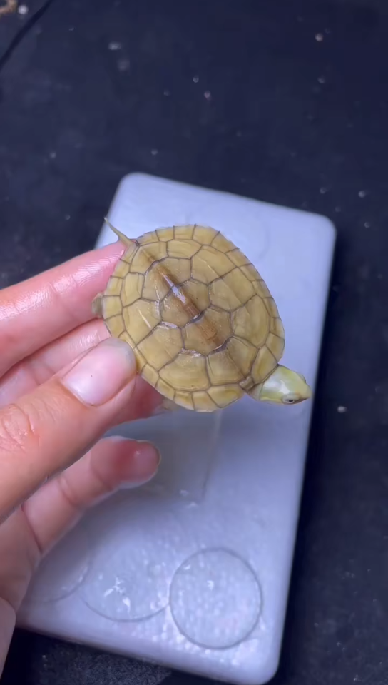 59号超极品无瑕疵通透亮黄皖南三黄小青头苗野一代自然冬眠颜值爆表