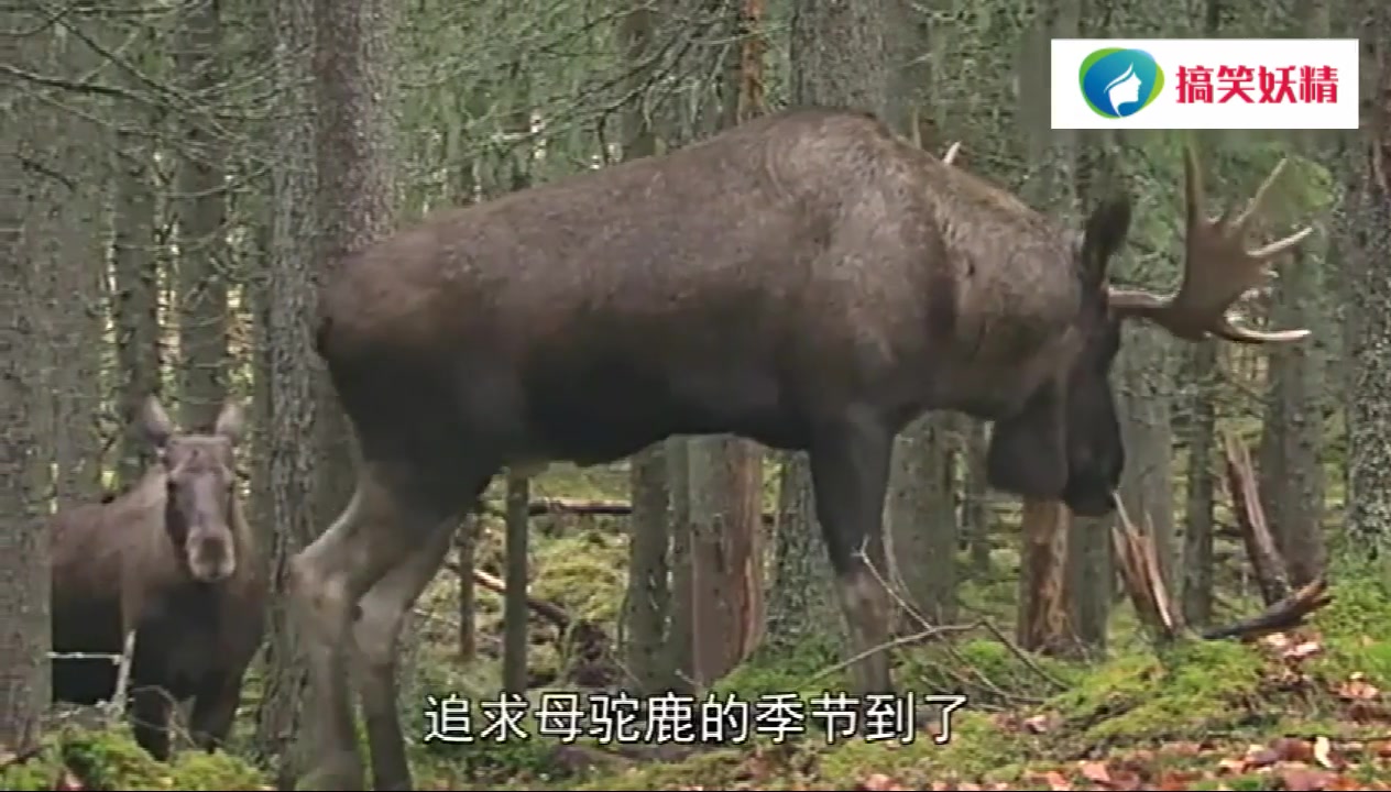 驯鹿边走路边交配,同伴的小眼神羡慕嫉妒恨!哔哩哔哩bilibili