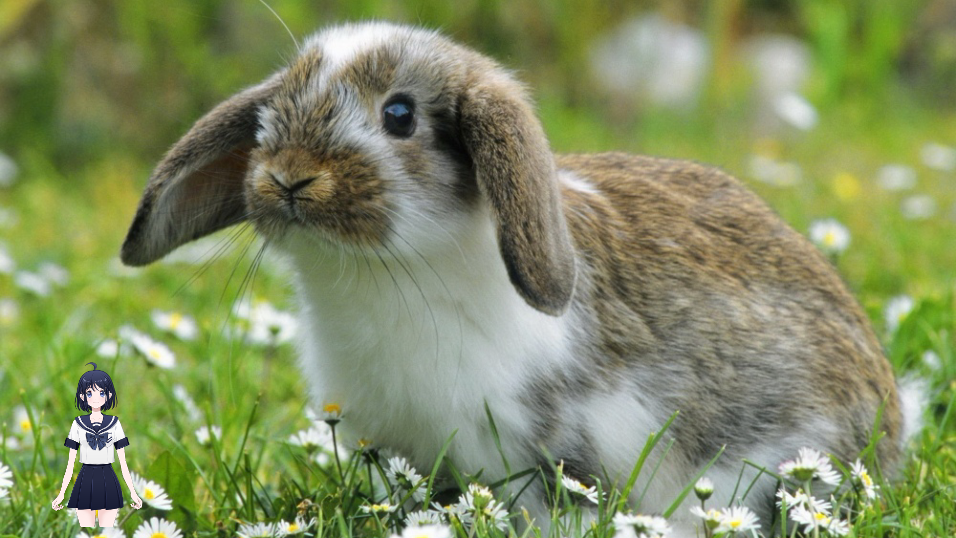 小兔子乖乖爱吃萝卜和青菜蹦蹦跳跳真的很可爱②