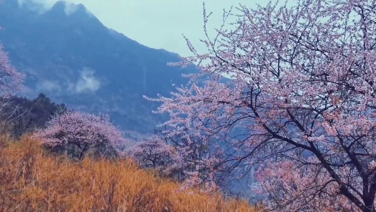 [图]夏小夏的单曲《诗酒趁年华》