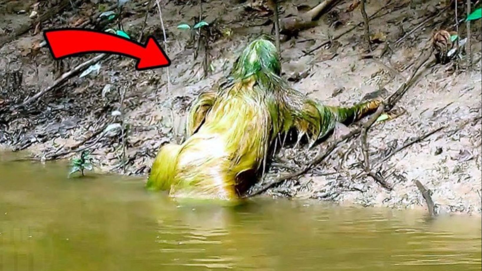 传说中的水猴子真的存在?老外在岸边拍到不明生物,画面很诡异