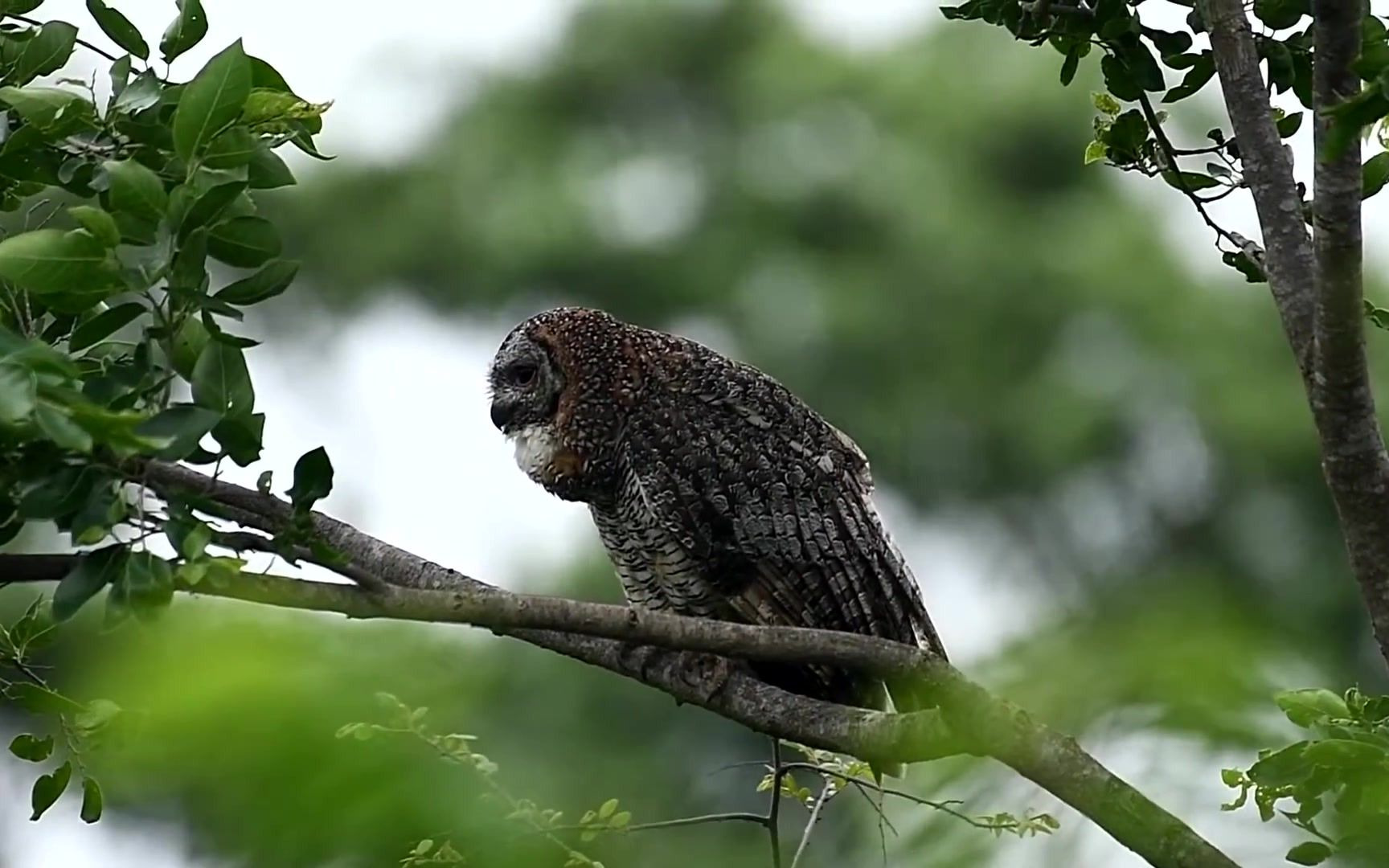 [林鸮属] 惨叫鸡(x) 惨叫鸮(√)~白领林鸮在枝头上放声大叫(转载自