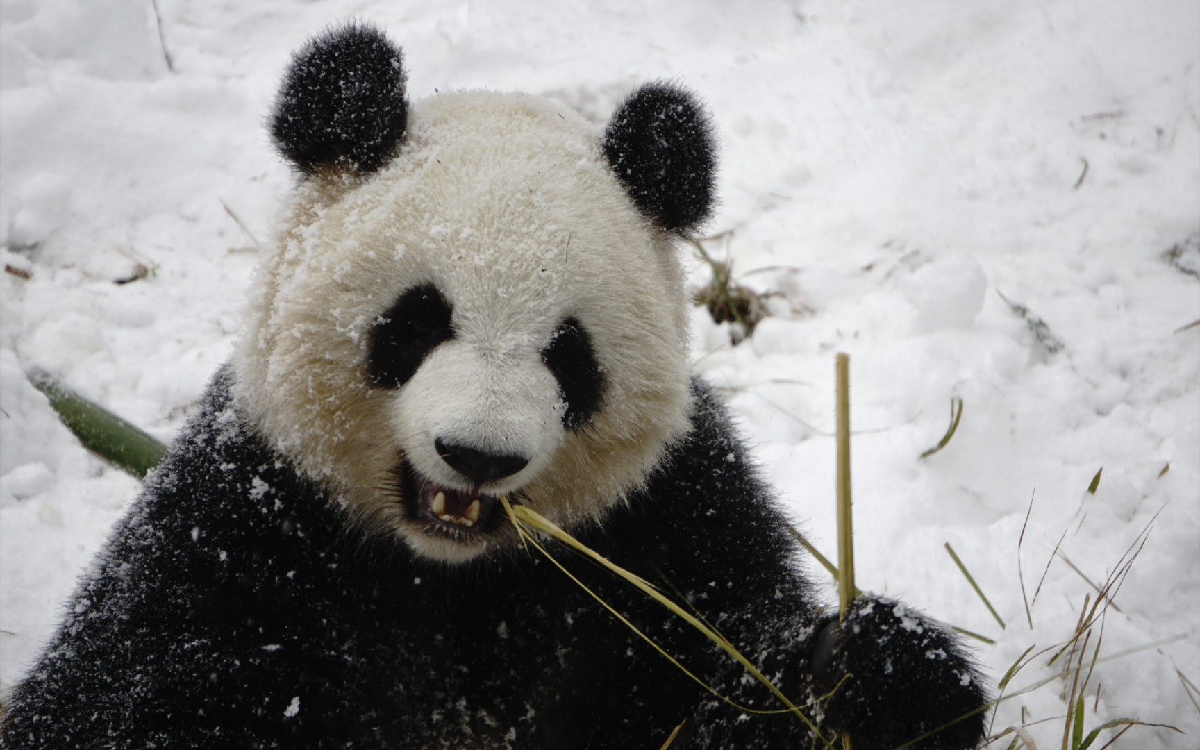 【大熊猫大美】糖霜美美,下雪天就喜欢滚来滚去