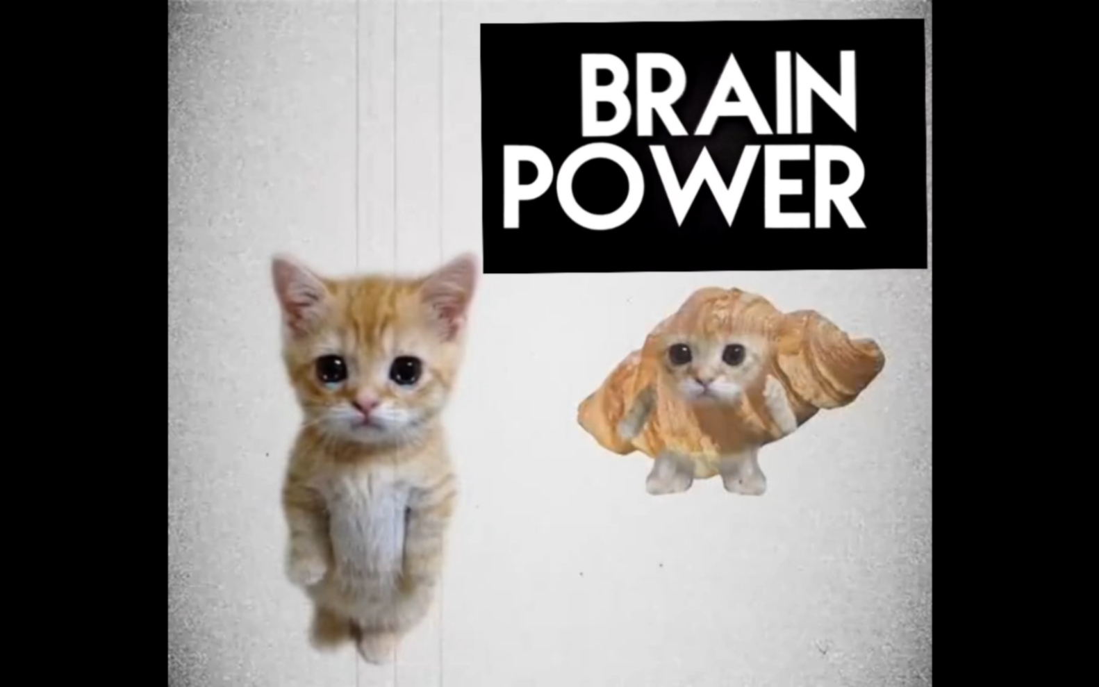 可颂猫但是brain power