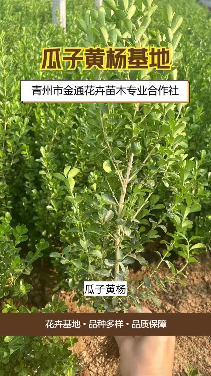 内蒙古瓜子黄杨种植基地＂品种齐全,性价比高,金通供应,您的花园好帮手!＂确保草花品质保障.欢迎咨询 #内蒙古瓜子黄杨批发 #广西瓜子黄杨批发价...