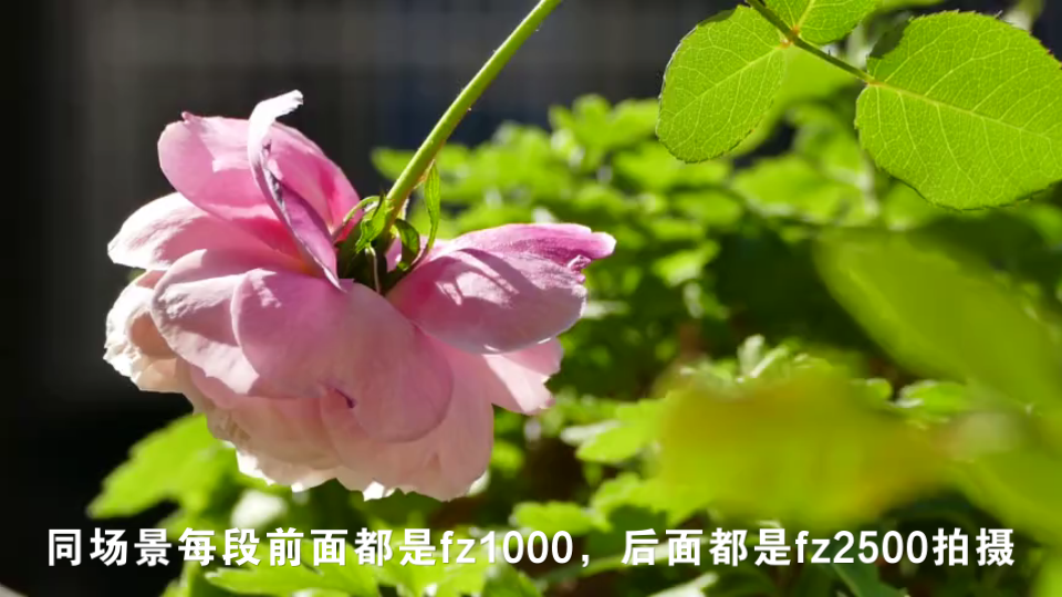 松下fz2500,fz1000视频对比4哔哩哔哩bilibili