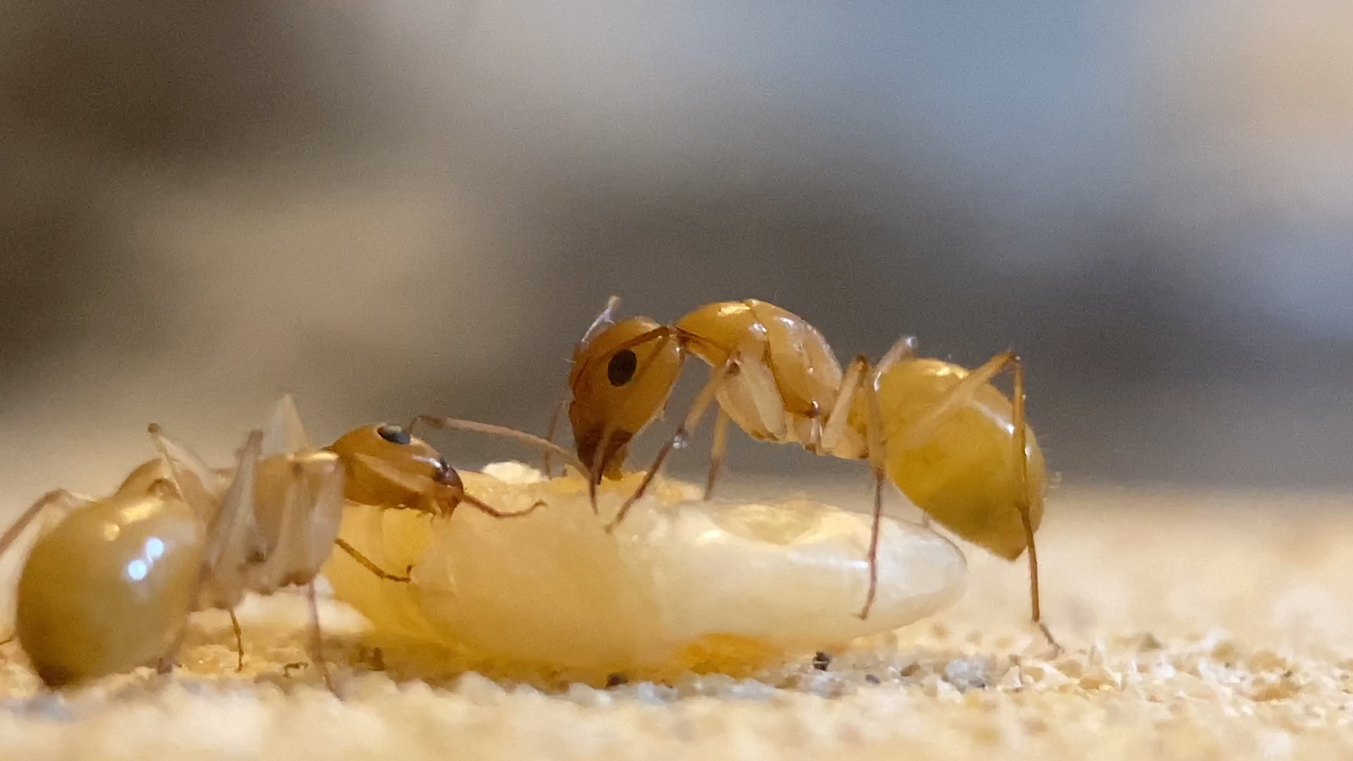[高清微距]中亚弓背蚁(全黄)吃虾干