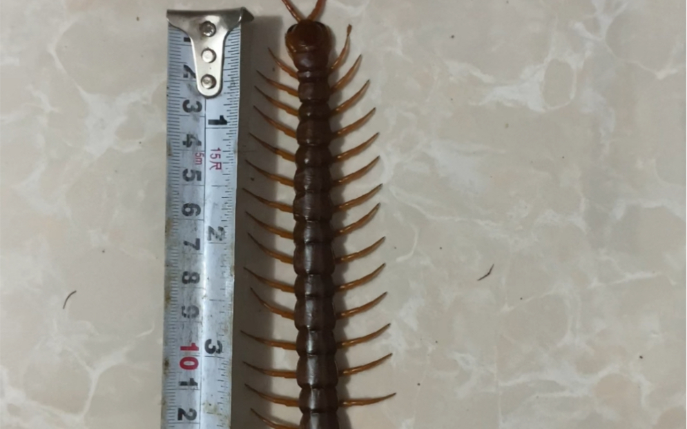 养爬还要整点科技与狠活,分蜈蚣公母