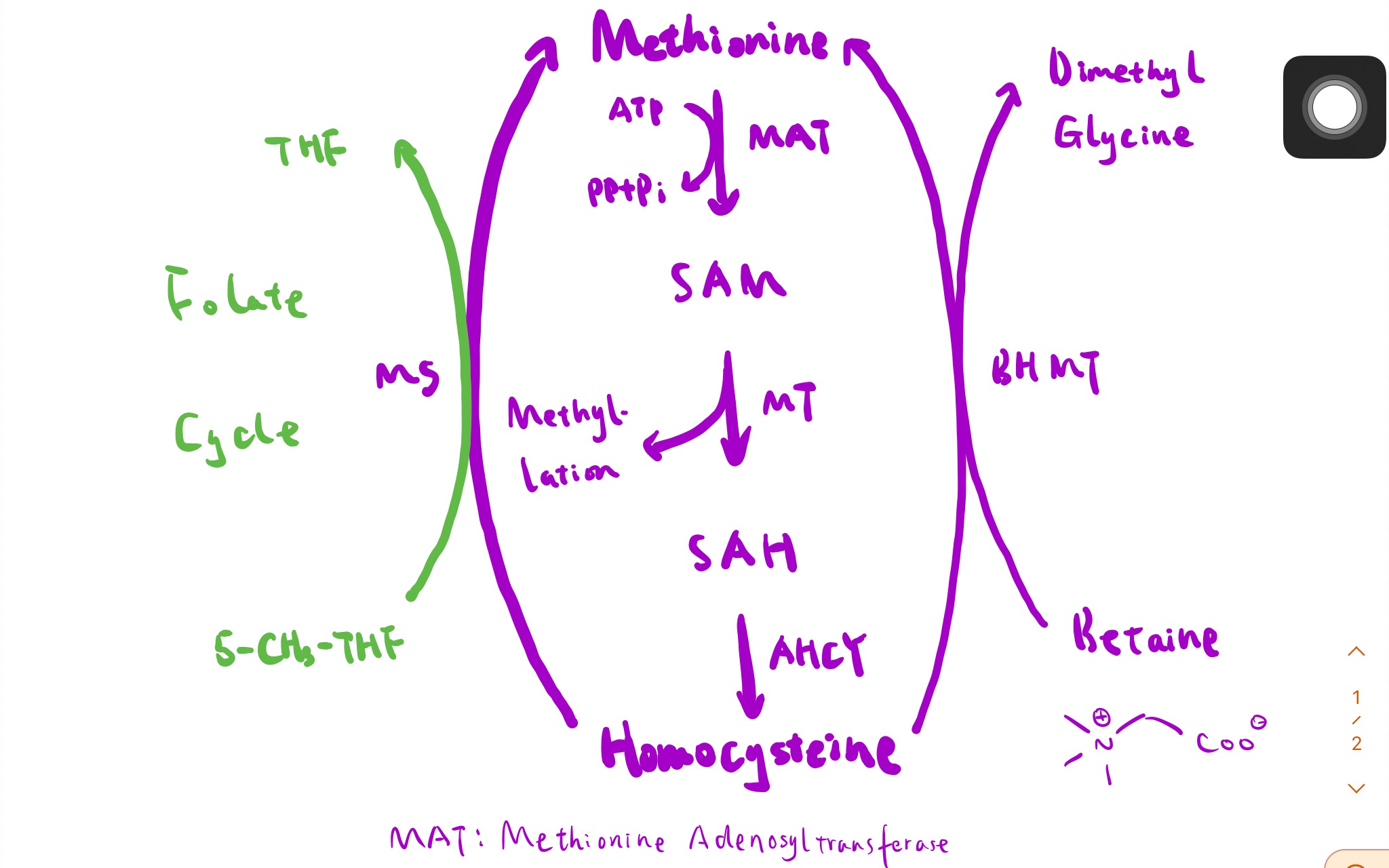 [图]一碳单位转移途径之甲硫氨酸循环｜生物有机化学番外篇 #6