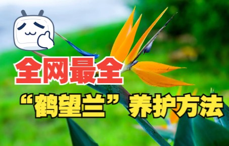 全网最全“鹤望兰”养护方法哔哩哔哩bilibili