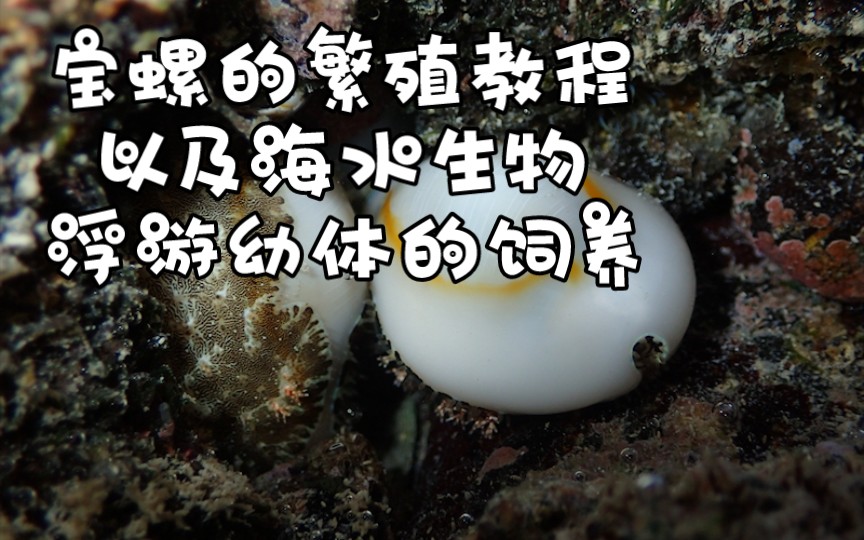 宝螺的繁殖教程,以及海水生物浮游幼体的饲养【睡前软体动物学158】哔哩哔哩bilibili