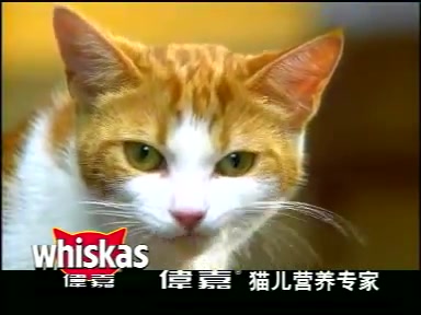 【中国大陆广告】早期大陆版伟嘉猫粮宣传片哔哩哔哩bilibili