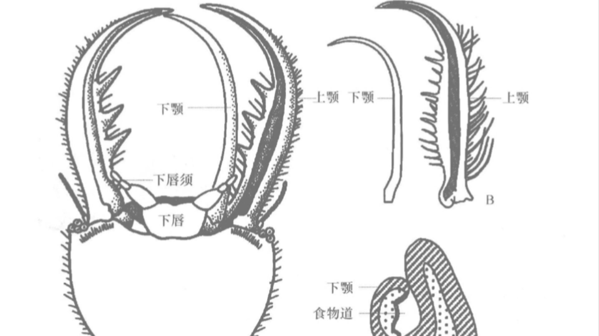 三类口器以及双翅目的三大类型.蛆的口器居然不是咀嚼式?哔哩哔哩bilibili