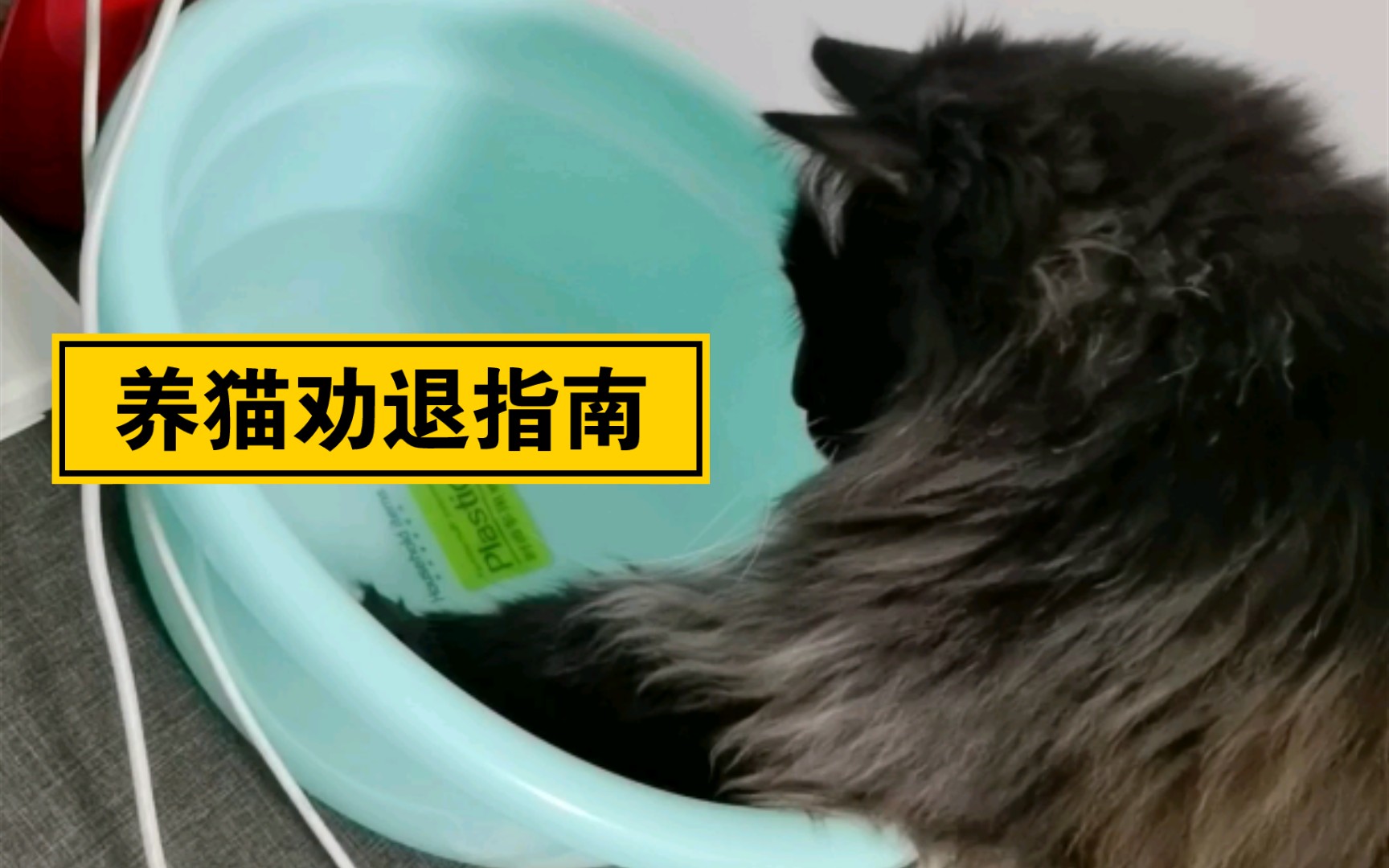 [图]养猫劝退指南 血压又高了