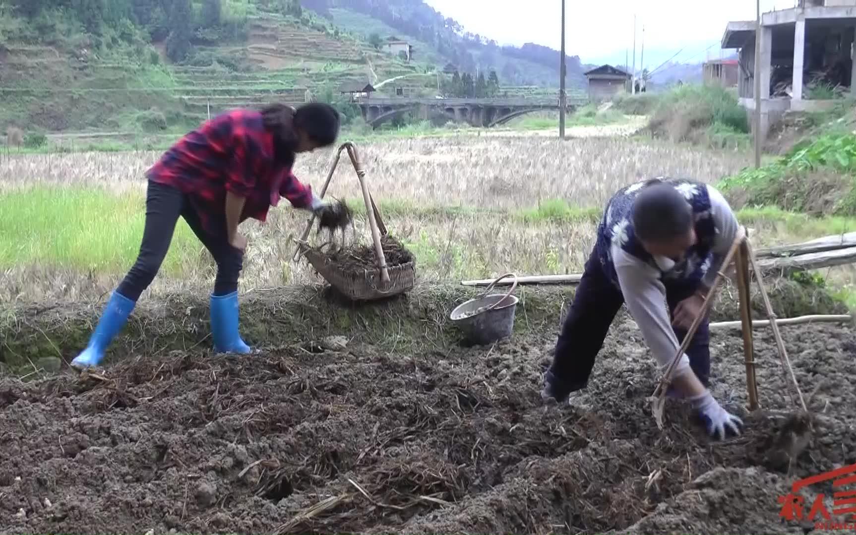 姑娘家的生姜种子几乎全烂了,谁能告诉她生姜怎样保存才不会坏呀哔哩哔哩bilibili