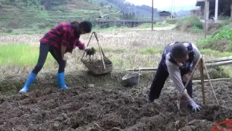 生姜怎么样不会坏掉 农家朱哥教你一招 可以保存2年 哔哩哔哩 Bilibili