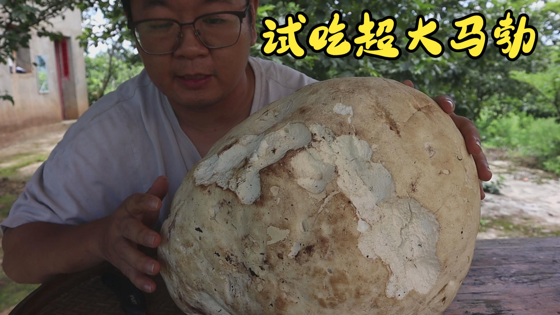 试吃巨无霸大马勃，味道很特别
