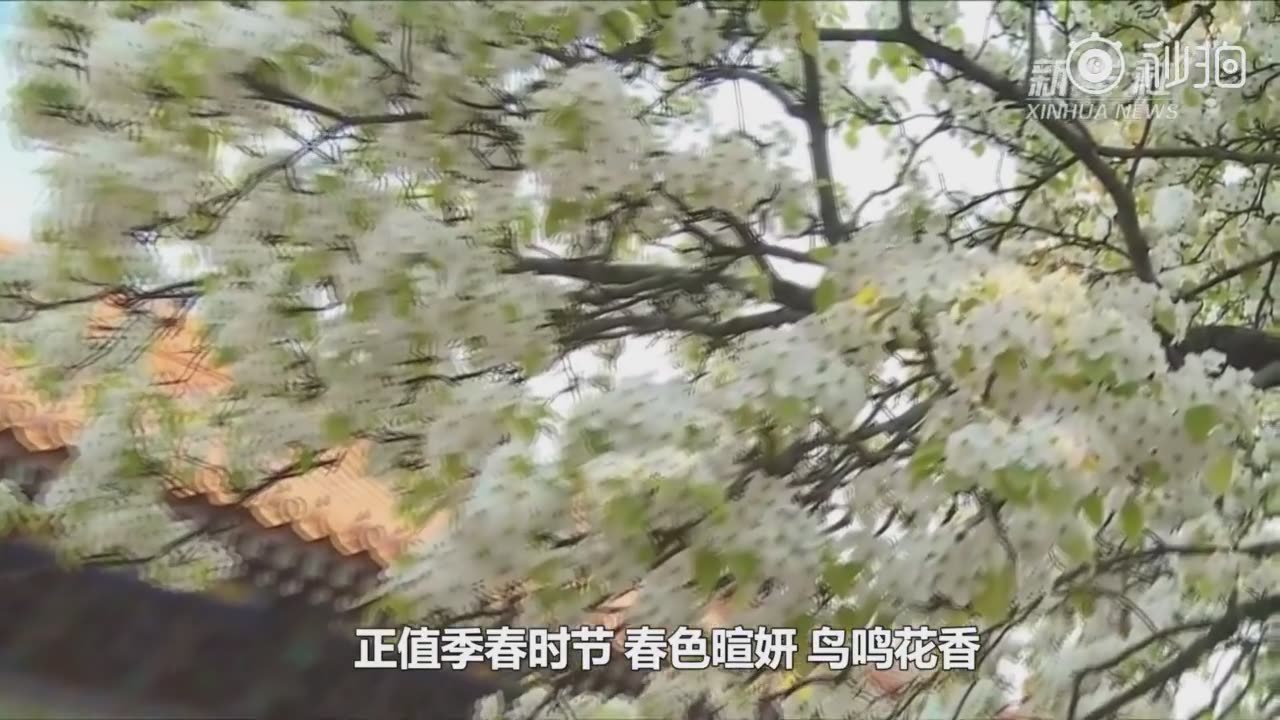 [图]“云游”故宫 一树梨花一承乾