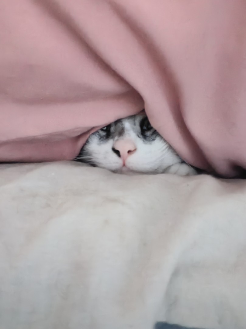 因为倒春寒学会钻被窝的小猫猫