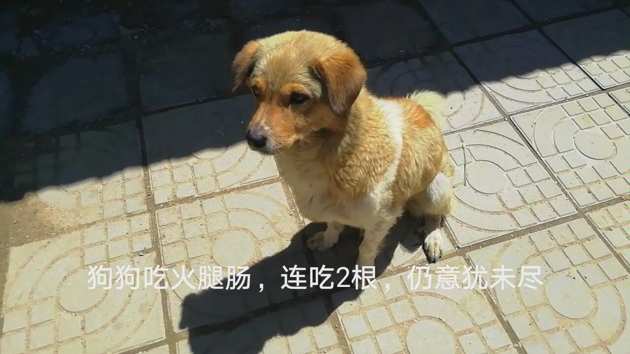 狗狗吃火腿肠,连吃2根,仍意犹未尽